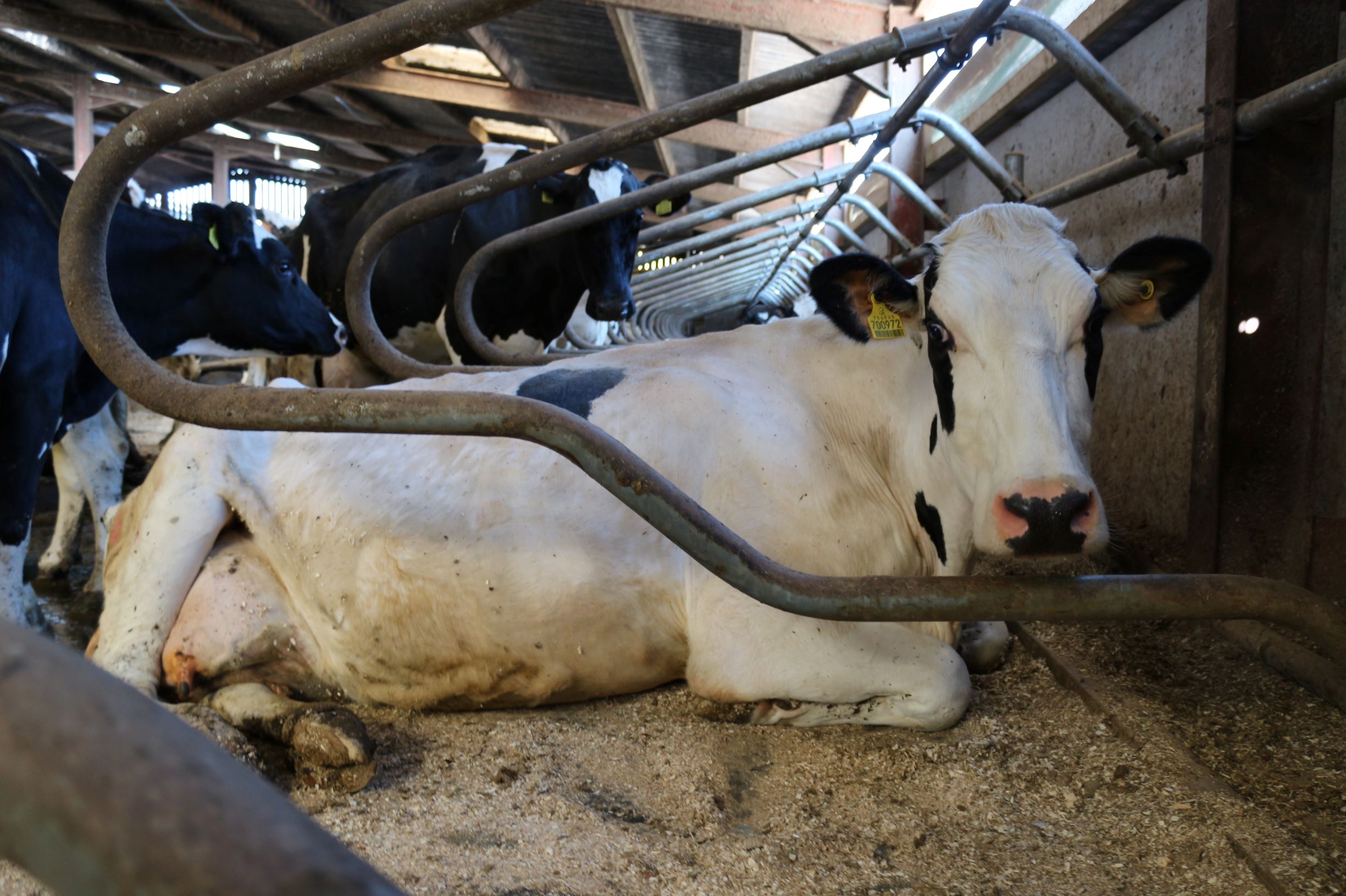 Cow Cleanliness Best Practice Platts Agriculture Guide to Clean Cows